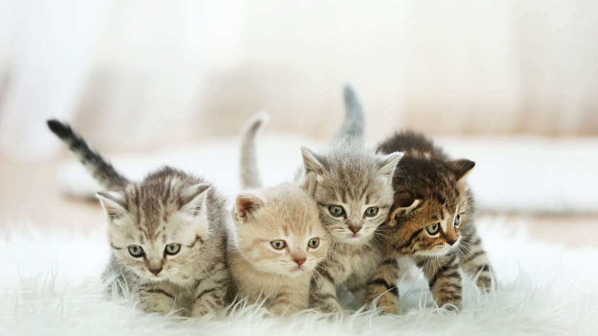 Kedilerin Doğum Öncesi Hazırlığı, Doğum Zamanı ve Doğum Sonrası Nasıl